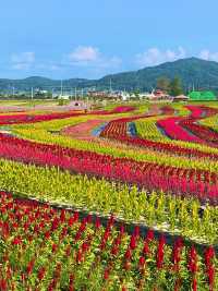 꽃길을 걸어요🌸강원도 철원 고석정 꽃밭 