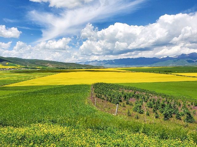 Menyuan Flower Fields (门源) - Qinghai