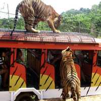 Zoobic Safari - Subic - Philippines 