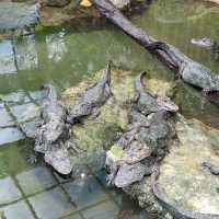Shanghai zoo
