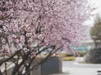 Spring flowers at the Baitang garden Suzhou🌸