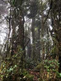 Malaysia's "The Wizard of Oz" - Kinabalu Moss Forest