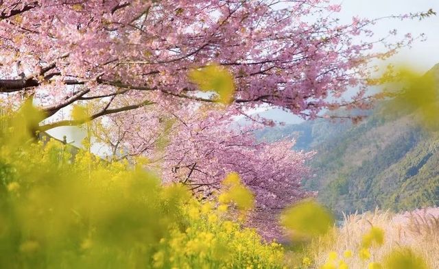 Izu Peninsula's cherry blossoms 🌸