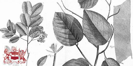 African Lace Bark in the Caribbean: History, Art and Extinction | Linnean Society of London