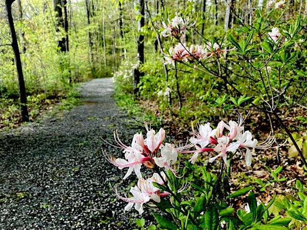 Spring on the Mountain | Welsh Mountain Nature Preserve