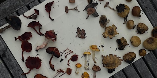 Mushroom Paper Making Workshop with Charli Rose Gerry | Woollahra Gallery at Redleaf