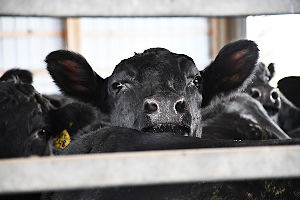 Form-A-Feed 2025 Professional Beef Conference | Grand Falls Casino and Resort