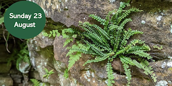 Botany at Hareshaw Linn | Hareshaw Linn Parking