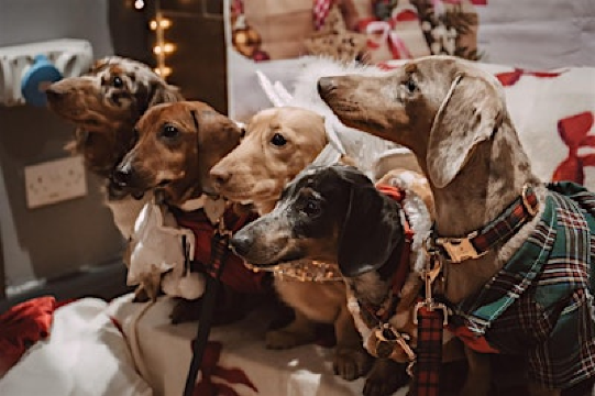 Sausage Fest - Valentines Special | The Dog Retreat