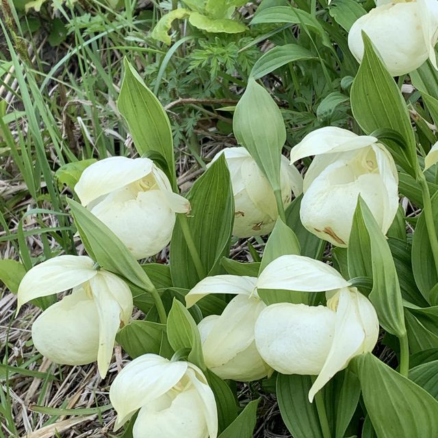 北海道　花の島　礼文島