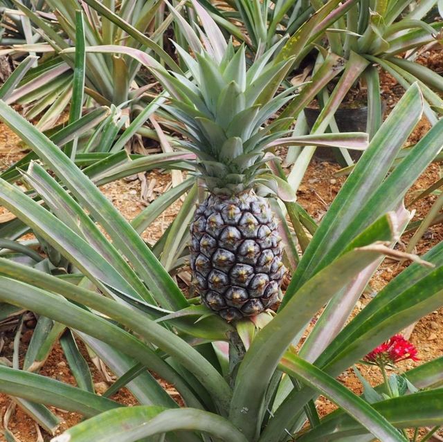 沖繩名護菠蘿🍍園❤️不一樣體驗