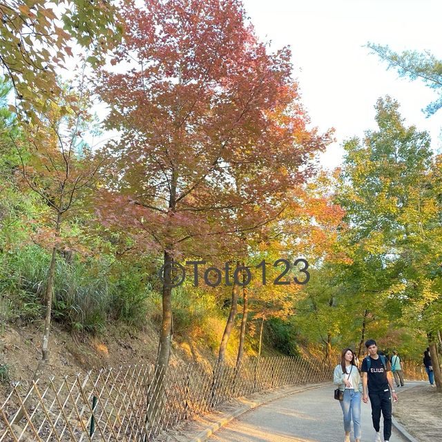 紅葉季又到左啦 紅葉季又到左啦