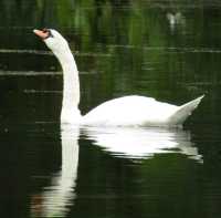 Swan Lake, Botanical Garden