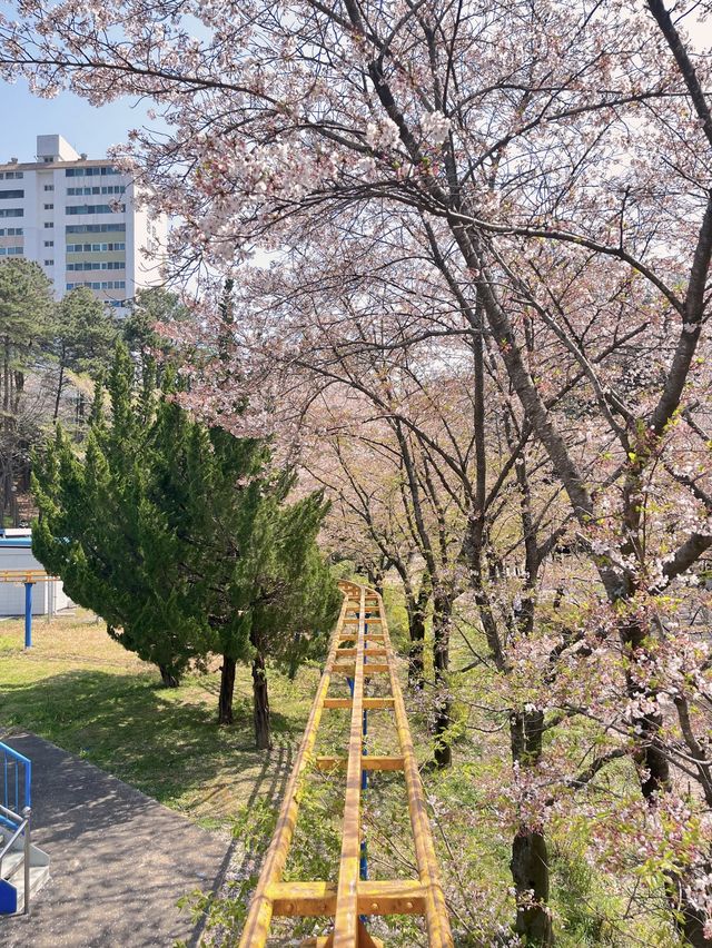 중외공원, 벚꽃도 봄나들이도 최고 🌸
