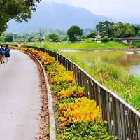 上水虎地坳、河上鄉賞花遊蹤