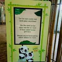 Giant Panda Forest 🐼