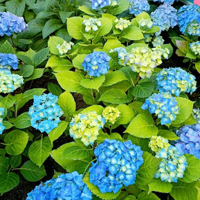 New Hydrangea Holidays at Flower Dome 