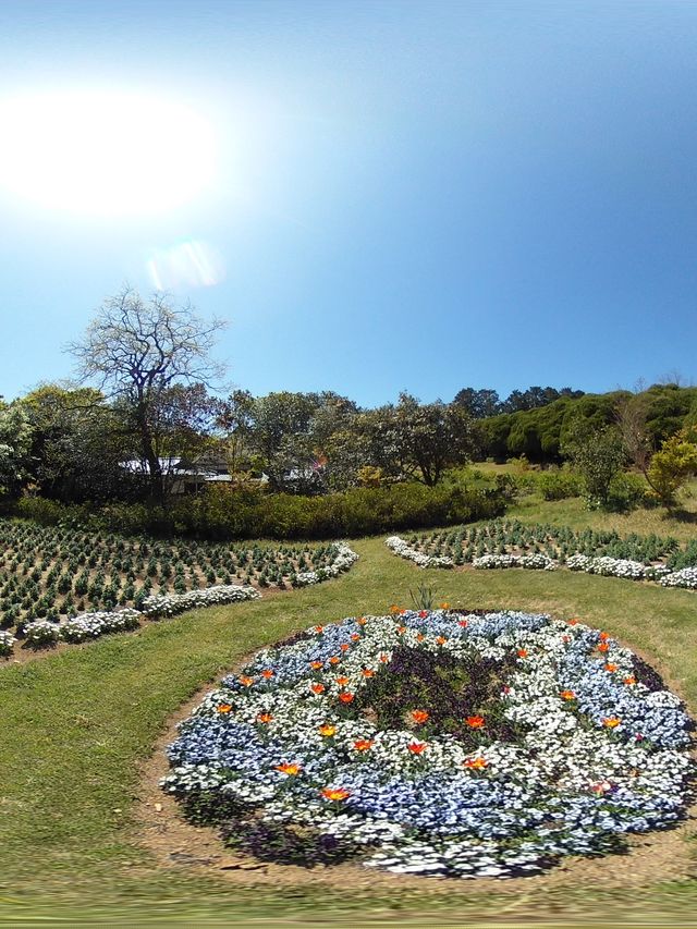 黄色い花道🌼