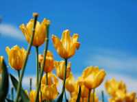 THE BIGGEST TULIPS FESTIVAL IN AUSTRALIA