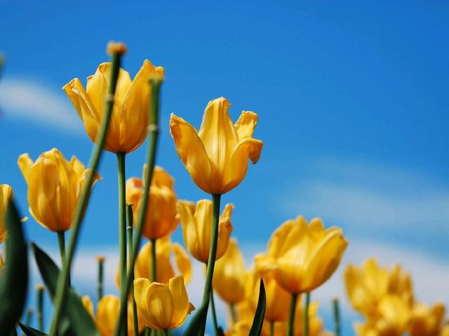 THE BIGGEST TULIPS FESTIVAL IN AUSTRALIA