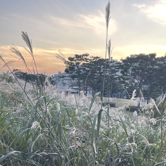 수원에서 즐기는 억새꽃구경
