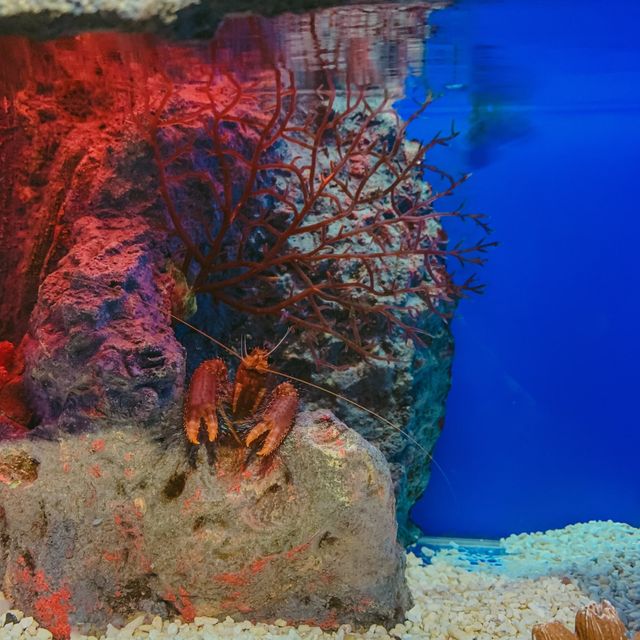 Aquaria Love!