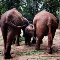 Road Trip To Chang Mai Elephant Friends