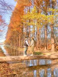 외나무다리 포토존으로 유명한 #천년숲정원 🍁 