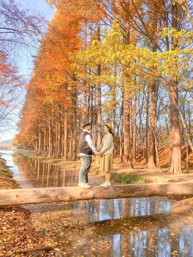 외나무다리 포토존으로 유명한 #천년숲정원 🍁 