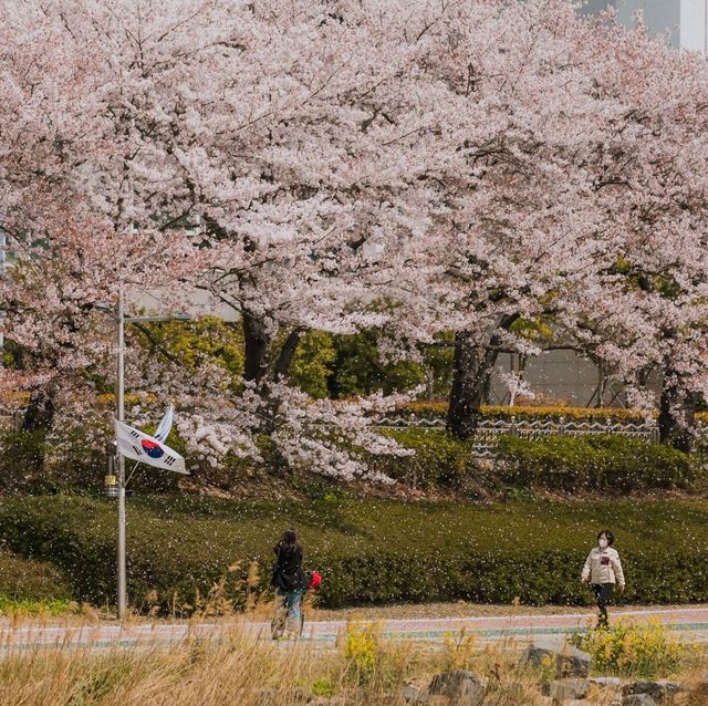벚꽃 시즌에는 부산으로!