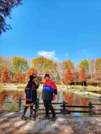 반영이 아름다운 담양 관방제림🤎11월말까지 예쁠거예요🍂