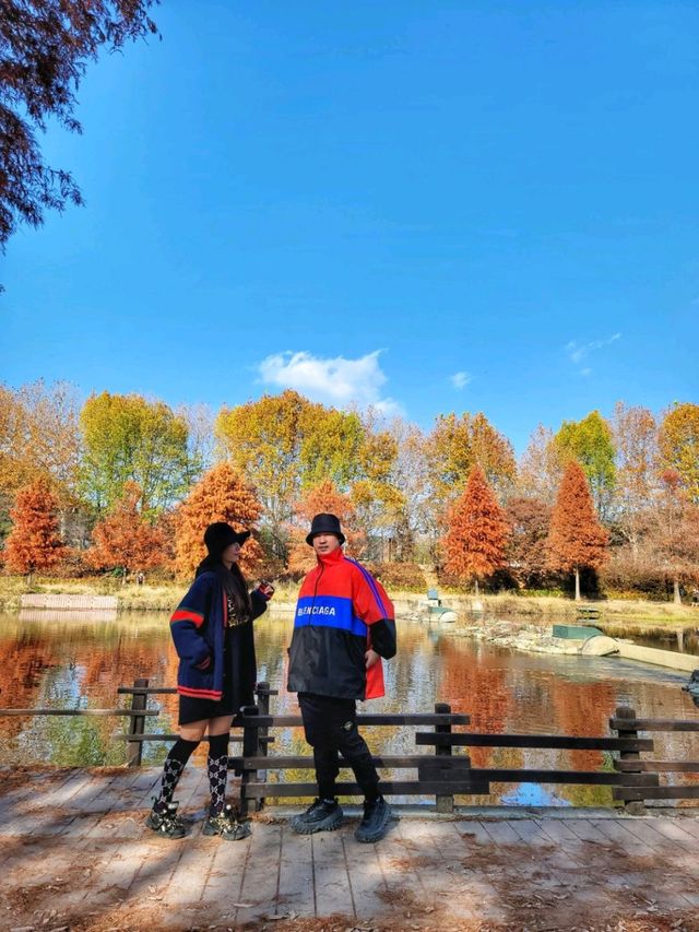 반영이 아름다운 담양 관방제림🤎11월말까지 예쁠거예요🍂