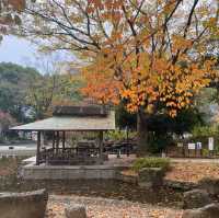 下園公園看紅葉