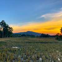 ภูเรือ เรือนไม้ รีสอร์ท ที่พักบรรยากาศดี วิวทุ่งนา