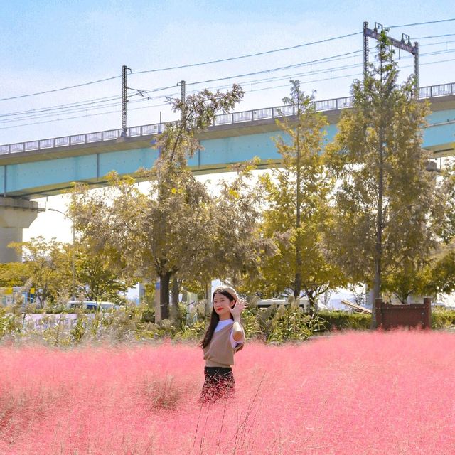 부산 핑크뮬리 명소 