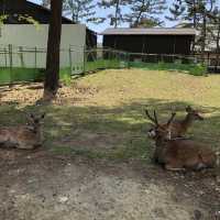 興福寺に行ってみた