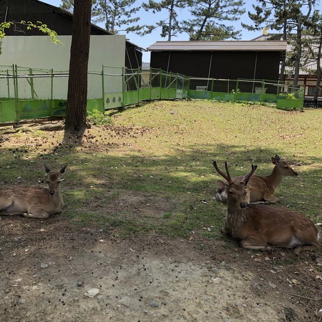 興福寺に行ってみた