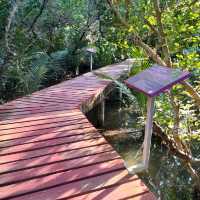 สะพานแดง ชมป่าชายเลน
