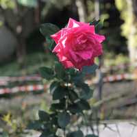 城門谷公園🌸賞賞吉野櫻