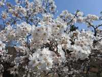 【桜まつり】弘前公園