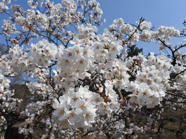 【桜まつり】弘前公園