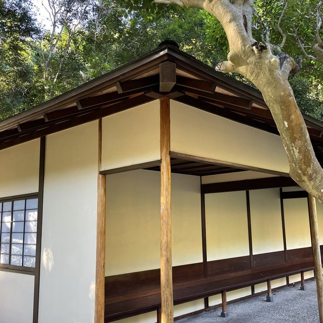 보타닉가든-마운틴쿠사 : Brisbane Botanic Gardens
