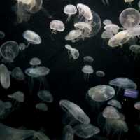 The Jelly Fish and Deep Ocean Marine Life