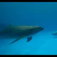 鹿児島県/鹿児島市【いおワールド かごしま水族館】