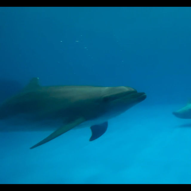 鹿児島県/鹿児島市【いおワールド かごしま水族館】