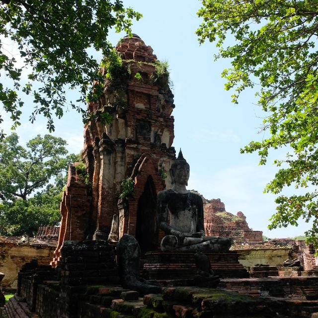 Unseen เศียรพระพุทธรูปในต้นไม้ วัดมหาธาตุ