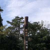 천연기념물 천년의 숲 “비자림”