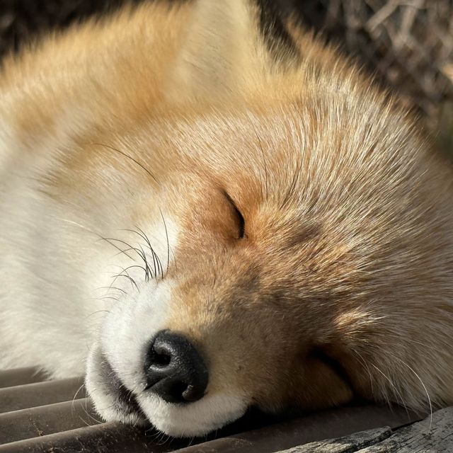 可愛狐狸