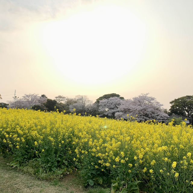 櫻花與油菜花共舞，彷如走入世外桃園！