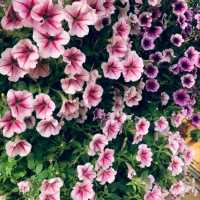 🌼🌸ไร่คุณอารียา🌿🌿